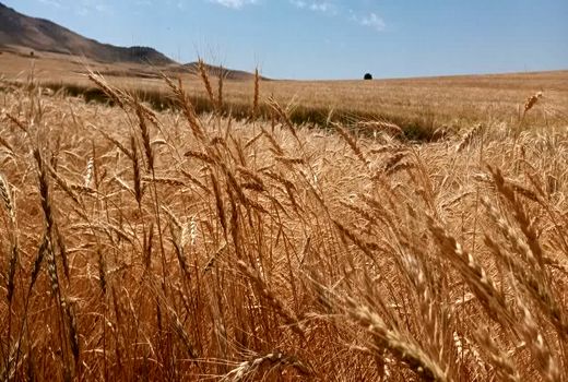 آمادگی کامل برای خرید تضمینی گندم در شهرستان مراغه
