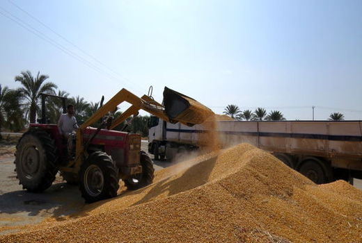 واردات نهاده دامی از مرزهای سیستان و بلوچستان آزاد شد