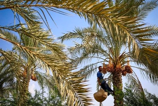 برداشت خرمای دشتستان زیر سایه خسارت باران تابستانه