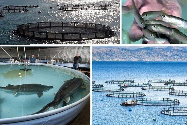 استفاده از تکنولوژیهای جدید برای افزایش راندمان تولید ماهی تیلاپیا