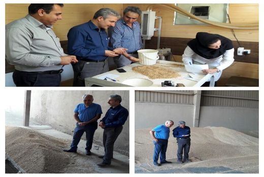 خرید 7 هزار و 200 تن گندم به‌صورت تضمینی