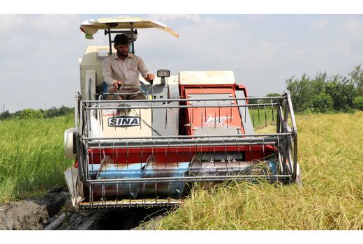 برداشت برنج در 4000 هکتار شالیزار مازندران