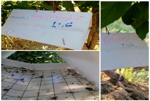 نصب تله های فرمونی در باغات شهرستان اردل