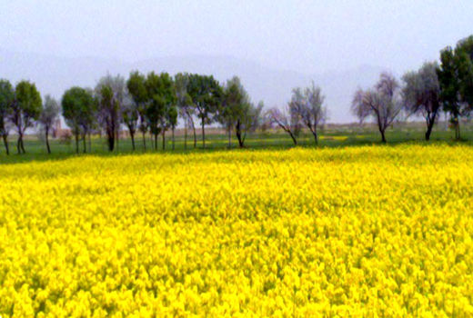 اختصاص  60 هکتار از اراضی مستعد آبی شهرستان هریس به کشت کلزا