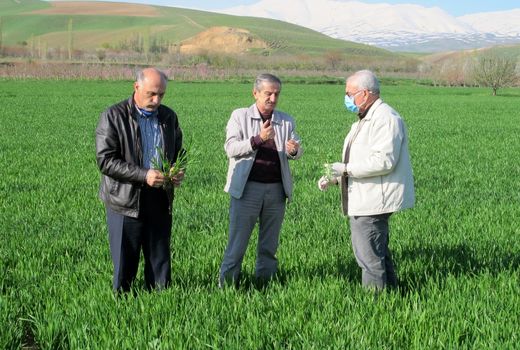 مزارع گندم آذربایجان غربی از سطح سبز مطلوبی برخورداراست