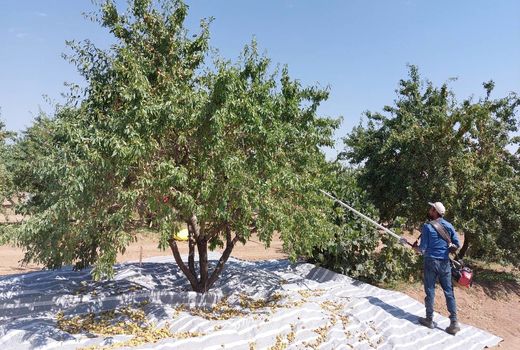 آغاز برداشت بادام از باغ‌های نی‌ریز