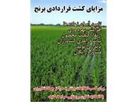  کشت قراردادی برنج در 5400 هکتار شالیزار بابل