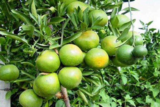 پیش بینی تولید بیش از 2200 تن نارنگی پیش‌رس در جویبار  