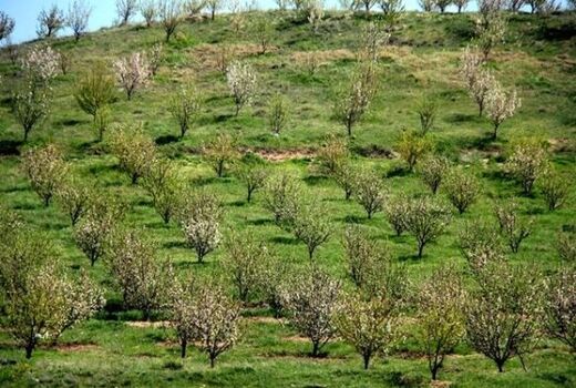 بهره مندی از مجوز تثبیت بنای غیر مجاز در باغات