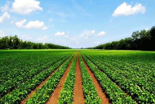 توجه کشاورزان به اطلاعیه‌های پیش‌آگاهی  مانع از خسارات اقتصادی و محیط زیستی است