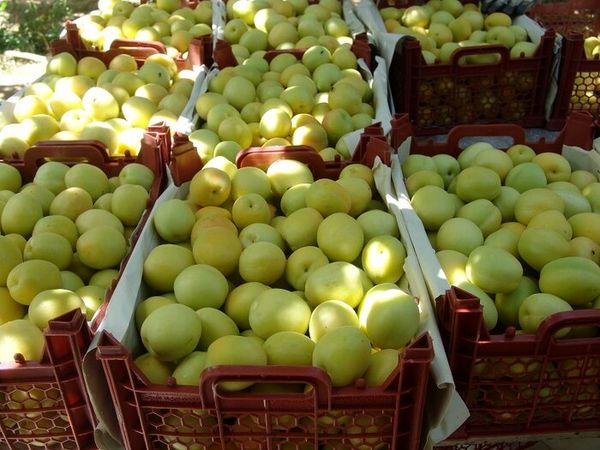 برداشت میوه در ابرکوه به نصف کاهش یافت