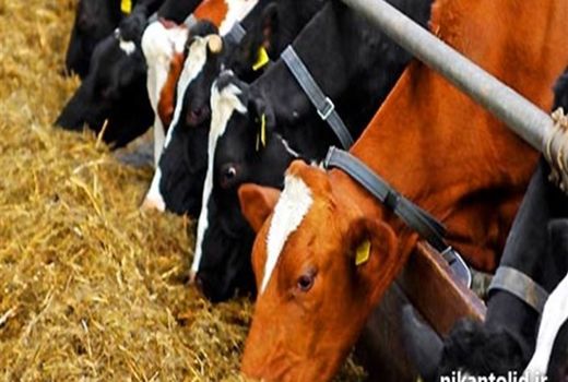 110 واحد گاوداری کردستان در سامانه بازارگاه ثبت شده است