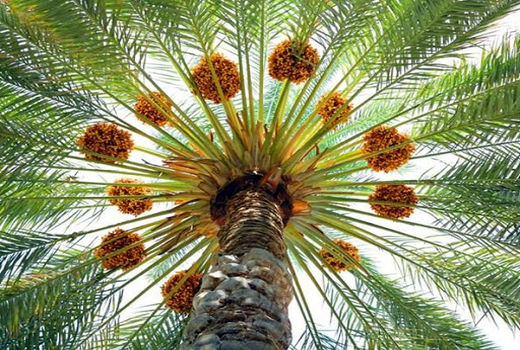 خُرمای فهرج در راه بازار