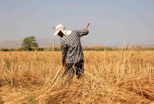 آغاز برداشت خوشه‌های طلایی در خوروبیابانک