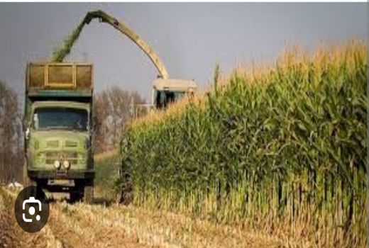 تولید 42 هزار تن ذرت علوفه ای در ارسنجان