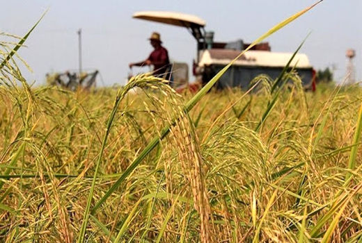 آغاز عملیات برداشت خوشه‌های طلایی برنج به روش مکانیزه از سطح اراضی کشاورزی شهرستان مرزی پارس‌آباد مغان