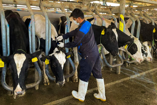 اجرای عملیات تست سل و بروسلوز در بهبهان