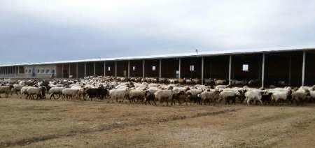 بهره‌برداری از مزرعه پرورش 4000 رأسی گوسفند در گنبدکاووس