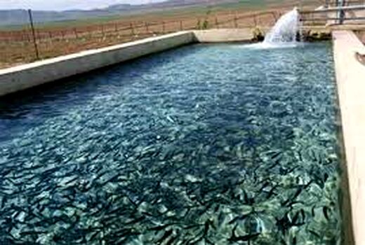 افزایش 55 درصدی تولید ماهی سردآبی در خراسان شمالی
