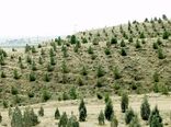 ۲۰۰ هکتار جنگل کاری در تویسرکان