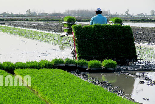 مصوبه اصلاح قانون خرید تضمینی برنج داخلی ابلاغ شد