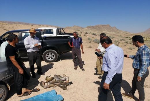 ارزیابی آبزیان دریاچه سد سلمان فارسی قیروکارزین 