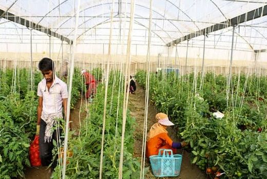 افزایش ۴۰ درصدی تولید محصولات گلخانه‌ای در هرمزگان