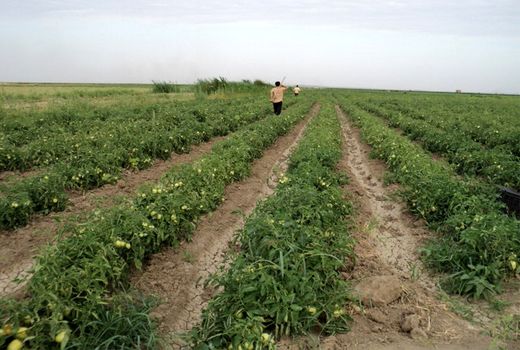 آغاز کشت گوجه فرنگی در مزارع کشاورزی شهرستان البرز