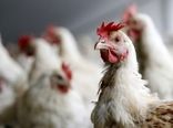 لغو اقدامات امنیتی برای مقابله با آنفلوآنزای پرندگان تا کمتر از سه هفته دیگر