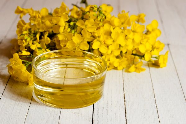 مخالف ورود دانه‌های روغنی به بورس هستم/ افزایش سه برابری سطح زیر کشت کلزا در کشور برای امسال