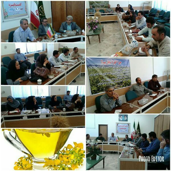 مکان یابی ۶۰۰ هکتار از اراضی اسفراین جهت کشت کلزا