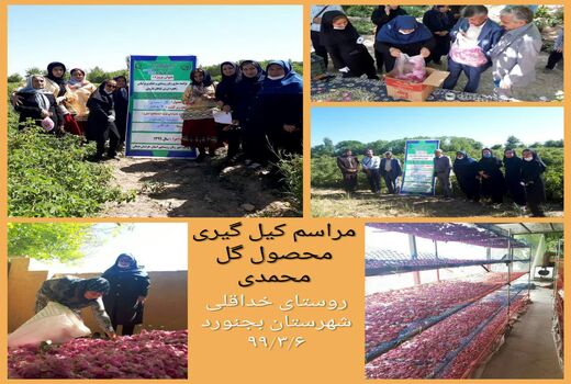 کیل گیری محصول گل محمدی در سطح ۲ هکتار در روستای خداقلی 