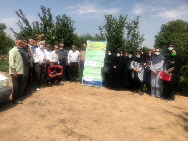 طرح تولید انگور گواهی شده در شهرستان تاکستان اجرا می شود