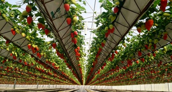 صدور 6  فقره پروانۀ نشان حد مجاز آلاینده ها برای محصولات گلخانه ای در استان البرز 