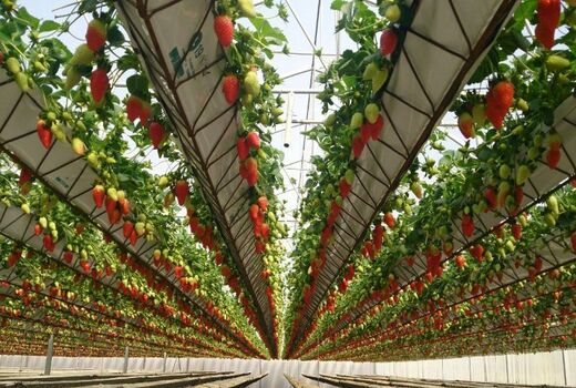 صدور 6  فقره پروانۀ نشان حد مجاز آلاینده ها برای محصولات گلخانه ای در استان البرز 