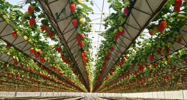 صدور 6  فقره پروانۀ نشان حد مجاز آلاینده ها برای محصولات گلخانه ای در استان البرز 