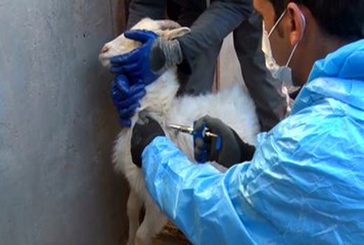 آغاز واکسیناسیون بیش از ۹۳ هزار رأس دام سبک و سنگین