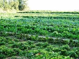 کشت 2400 هکتاری سبزی در شالیزارهای بابل