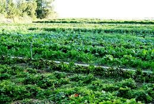 کشت 2400 هکتاری سبزی در شالیزارهای بابل