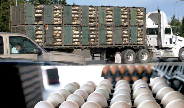 از خودروهای آلوده  به 1512 شکایت کنید