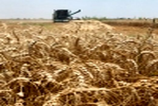 نظارت اکیپ‌های برداشت در گندم‌زارهای آبادان