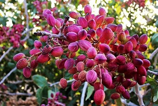 ۳۳۸ هکتار باغ پسته در زنجان وجود دارد