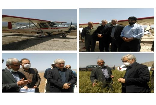 بازدید معاون وزیر جهاد کشاورزی در امور زراعت از مزارع کشاورزی استان ایلام