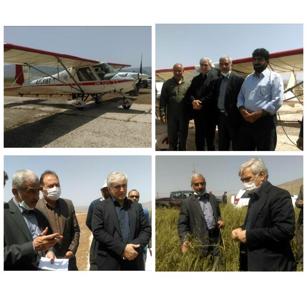 بازدید معاون وزیر جهاد کشاورزی در امور زراعت از مزارع کشاورزی استان ایلام