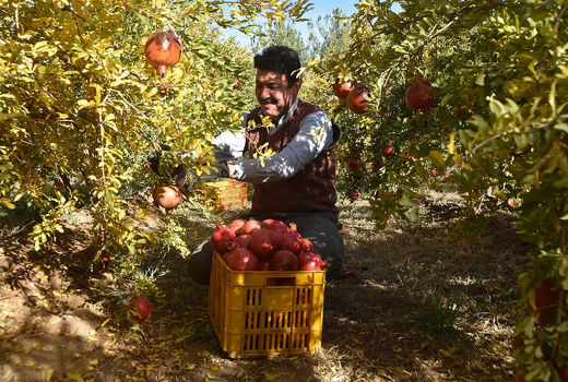 برداشت انار در شهرضا  
