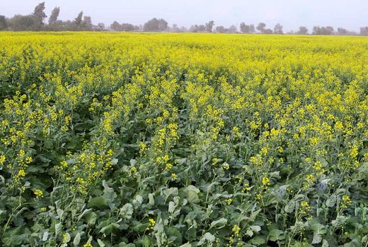 افزایش دو برابری سطح زیرکشت کلزا در سیستان‌وبلوچستان