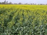 افزایش دو برابری سطح زیرکشت کلزا در سیستان‌وبلوچستان