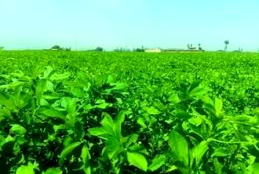 تولید بیش از 120 تن علوفه خشک یونجه 