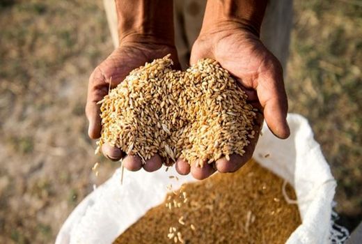 کشت محصولات شتوی در مزارع نی‌ریز آغاز شد