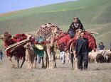 سال ۲۰۲۶ سال بین‌المللی مرتع و عشایر / تدوین برنامه ملی برای بهره‌برداری از فرصت جهانی ضروری است